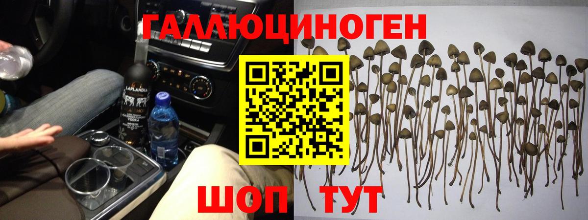 Псилоцибиновые грибы GOLDEN TEACHER Абинск